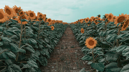 cactus in the desert