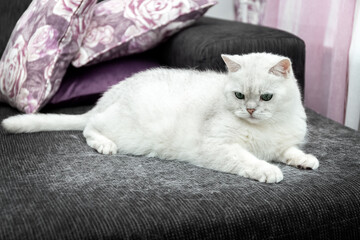 Molting of a cat. Cat hair at home. White cat is sitting on the couch. How to deal with cat hair. Concept. Photo