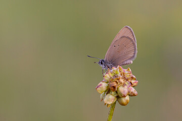 tiny brown butterfly perched on flower, Phengaris nausithous	