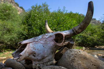 bull skull in the desert