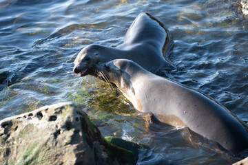 Obraz premium Cape fur seals. Wildlife concept with sea lion.