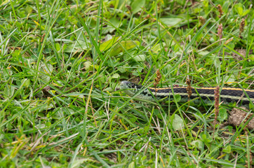 A Garter Snake in the Grass