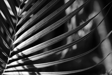Black and white Palm leaf in tropical forest plants. Nature shadow and light horizonta background.
