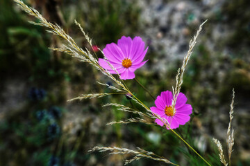 flowers in the meadow