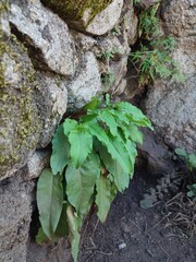 Good green flower plant