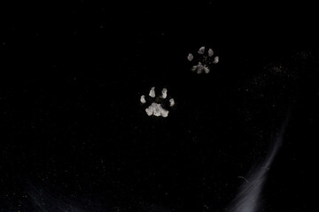 Cat paw dust prints on the hood of a black car
