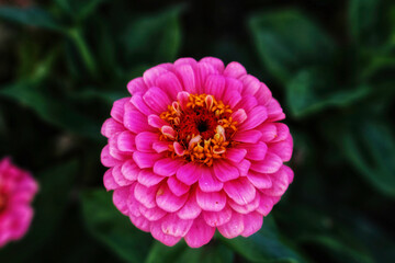 pink dahlia flower