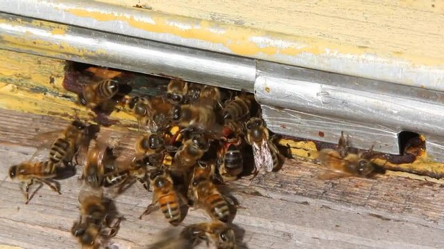 The bees attack a hornet trying to enter the hive. 
Hornet is a large wasp. It is a bee-killing predator.