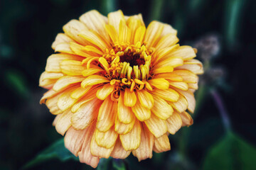 orange flower with dew drops
