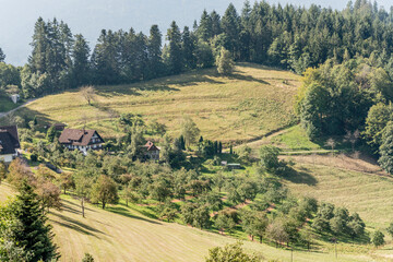 fruit trees in glade among woods near Lautenbach, Black Forest, Germany