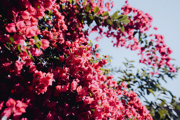 pink flowers in the snow