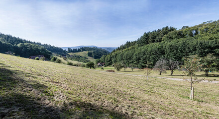 Fototapeta na wymiar slope with green glade among woods near Lautenbach, Black Forest, Germany