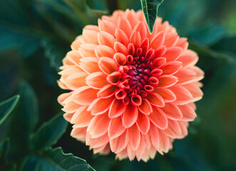 red dahlia flower