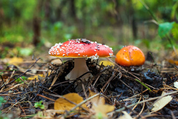 Two beautiful red amanita grow in the autumn rainy forest against the backdrop of greenery. Soft focus