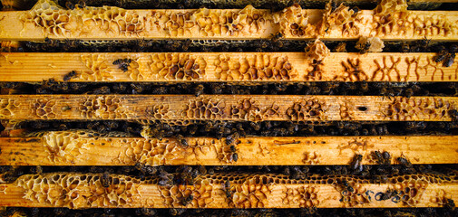 Wooden beehive with wax and bees top view.
