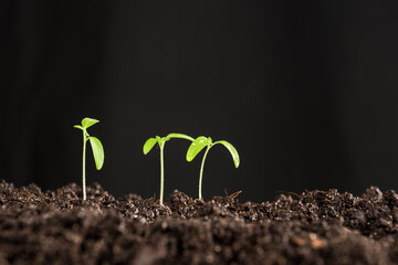 small tomato seedlings planted in the soil