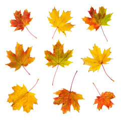 Naklejka na ściany i meble Set of autumn maple leaves isolated on white