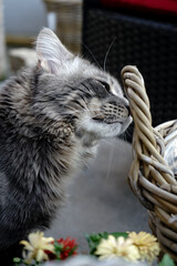 szary kot wąchający wiklinowy koszyk  © Przyroda