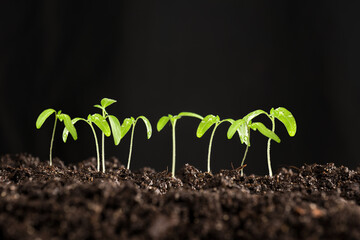 small tomato plant topping with water