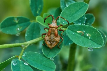 Soaked brown dock bug sitting motionless on a leaf after rain. Leaves of grass with water droplets. View from above, close Up. Coreus  marginatus.
