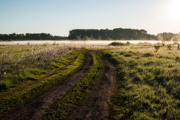 The road passes through a green meadow, everything is covered with light fog and illuminated by the rising sun.