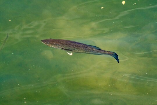Fish on the water surface of the lake