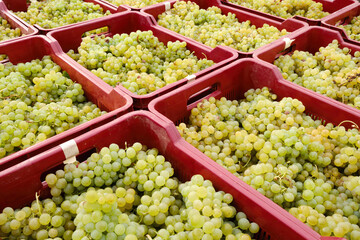 Crates full of freshly harvest white wine grapes (Semillon) ready to transport to winery for processing.