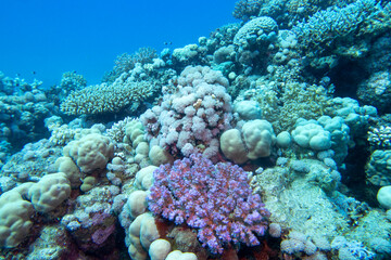 Naklejka na ściany i meble Colorful, picturesque coral reef at the bottom of tropical sea, different types of hard coral and violet Pocillopora, underwater landscape