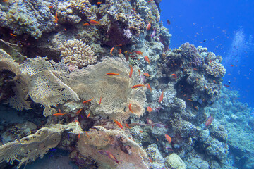 Naklejka na ściany i meble Colorful coral reef at the bottom of tropical sea, yellow gorgonian and fishes anthias, underwater landscape