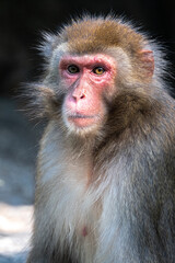 Portrait of a Japanese Macaque (Macaca fuscata)