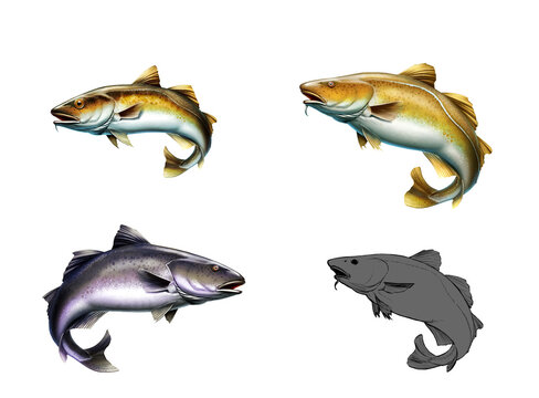 Set of fish species Cod. Alaska Pollock, Mintai fish jumping out of water illustration isolate realism.
