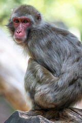 Sitting Japanese Macaque (Macaca fuscata)