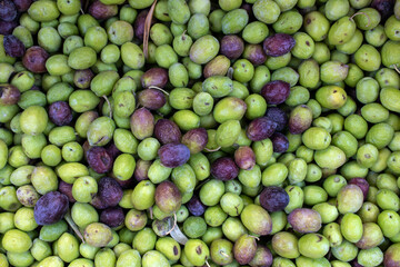 Top view of fresh olives, vibrant green and purple colors. Harvesting season.