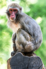 Sitting Japanese Macaque (Macaca fuscata)