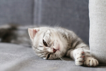Gray kitten Scottish fold on the bed