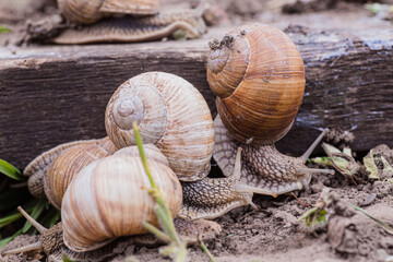 bunch of hand-picked grape snails, summer day in garden. Grape snail farm for restaurants. edible snail or escargot, is a species of large, edible, air-breathing land on wooden plank.