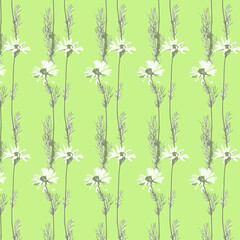 Vector pattern from botanical set of realistic bicolor herbs, chamomiles. The herbarium is collected from meadow grasses. Suitable for cover design, wall art, invitation, fabric, poster, canvas print.
