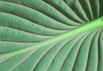 Fotobehang Macro of light green leaf nature background, copy space, pattern, wallpaper © PhotobyKristi