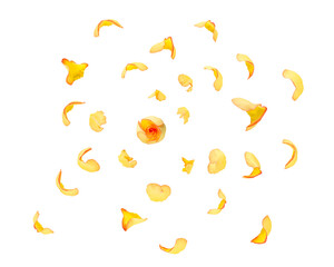 Rose and rose's petals isolated on the white background