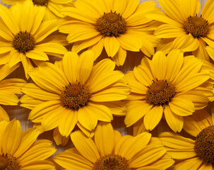 Yellow Flowers Background Pattern Texture copy space