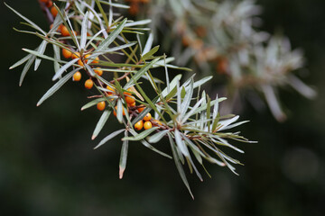 Naklejka na ściany i meble a branch of sea buckthorn berries close up. a lot of berries on a bush with green leaves 