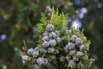 Oriental arbor-vitae immmature seed cones