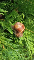 snail on a leaf