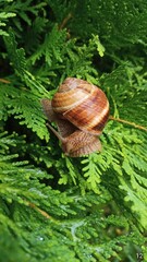 snail on a leaf