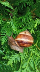 snail on a leaf