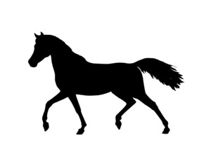 Beautiful arabian horse. Silhouette of a horse. Equine vector drawing.	