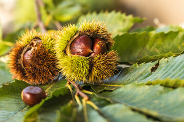 Ripe chestnuts close up. Sweet raw chestnuts. Chestnuts with skin. Organic food. Food background. Healthy eating. Healthy lifestyle. Protein source. View from above