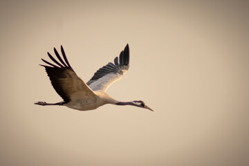 Common crane bird in the air