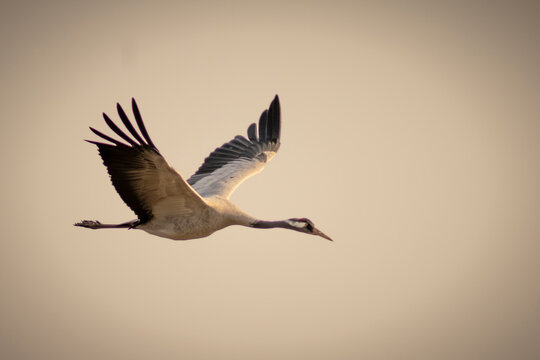Common crane bird in the air