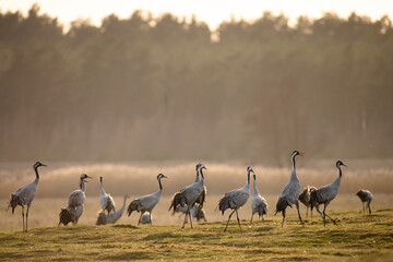 Common crane birs in Pulken, Skåne. © Björn
